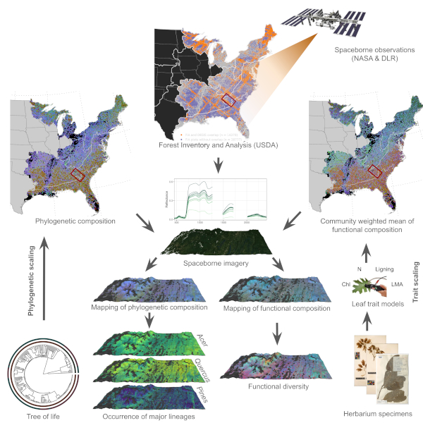 Mapping forest diversity from space